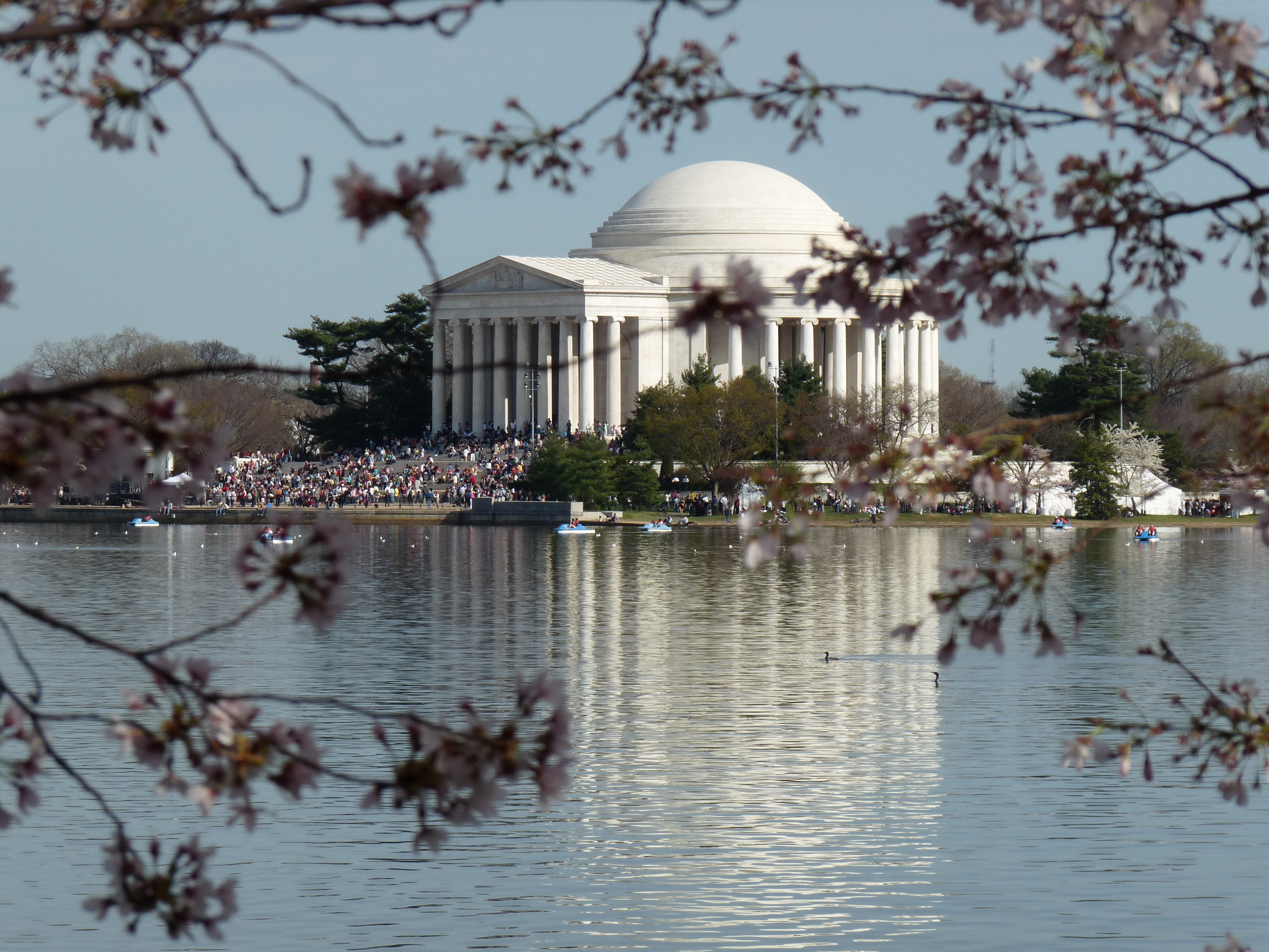 The Jefferson Memorial among Cherry Blossoms